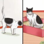 ¿Qué hacer para Qué un gato deje de marcar territorio?