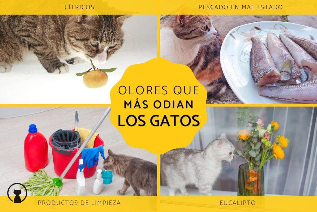 ¿Qué olor odian los gatos?