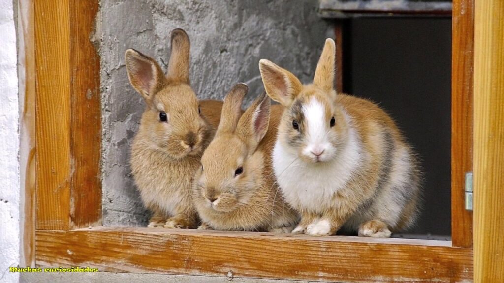 Que ruido hacen los conejos