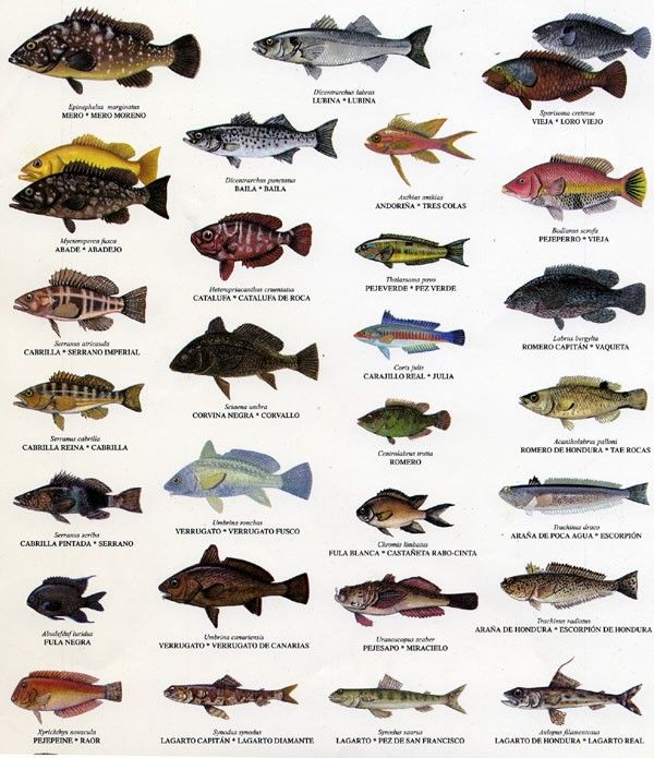 Tipos de peces de agua salada