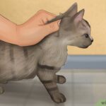 ¿Cómo agarrar un gato que no se deja?