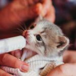 ¿Cómo alimentar a un gato recien nacido?