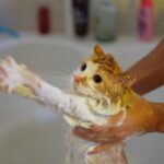 ¿Cómo bañar a un gato que no se deja?
