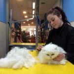 ¿Cómo cortar el pelo a un gato persa?