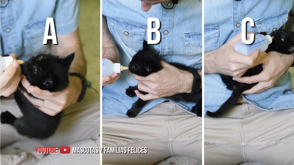 ¿Cómo dar biberón a un gato?