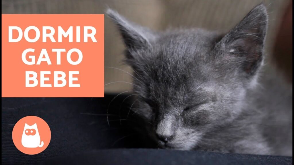 ¿Cómo dormir a un gato bebe?