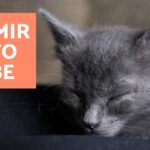 ¿Cómo dormir a un gato bebe?