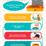 ¿Cómo enseñar a un gato a usar el arenero?