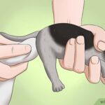 ¿Cómo estimular a un gato a defecar?