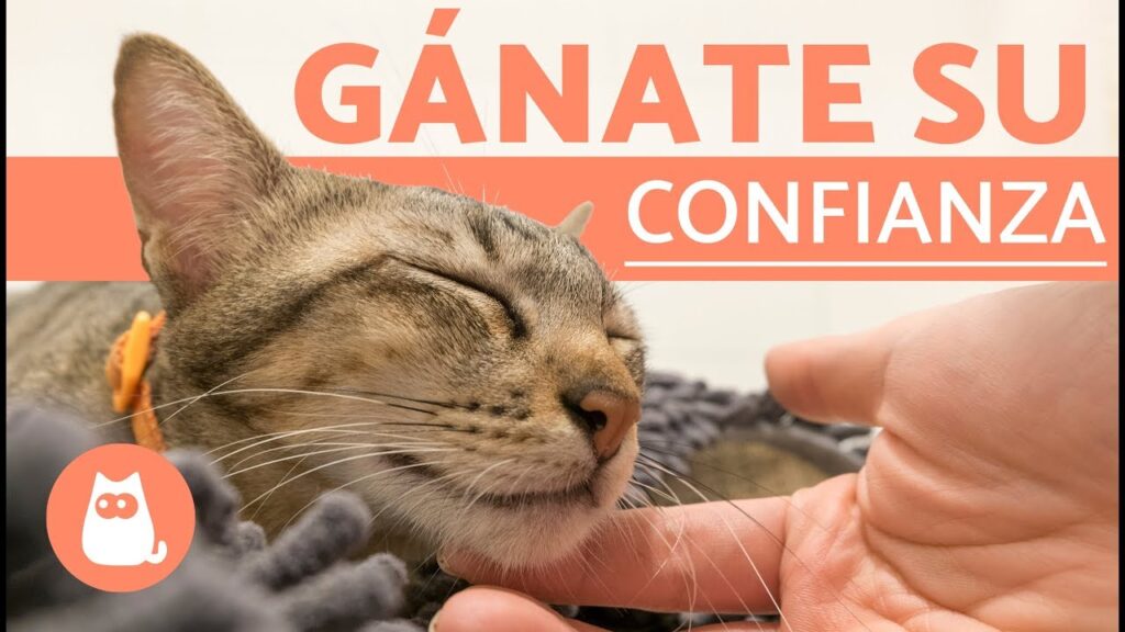 ¿Cómo ganarse la confianza de un gato?