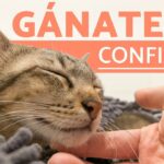 ¿Cómo ganarse la confianza de un gato?
