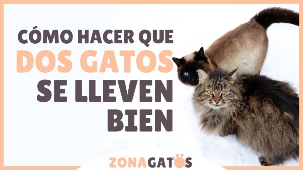 ¿Cómo hacer que dos gatos se lleven bien?