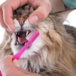 ¿Cómo lavar los dientes a un gato?