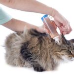 ¿Cómo limpiar las orejas a un gato?