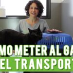 ¿Cómo meter un gato en un transportin?