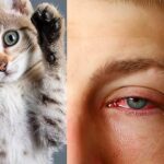 ¿Cómo saber si eres alergico a los gatos?