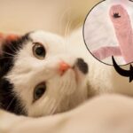 ¿Cómo saber si mi gato tiene parasitos?