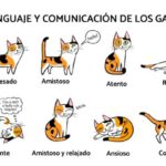 ¿Cómo se comunican los gatos?