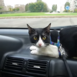 ¿Cómo tranquilizar a un gato en el coche?