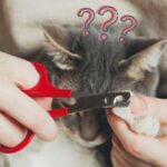 ¿Cuánto cuesta cortar las uñas a un gato?