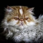 ¿Cuánto dura un gato persa?