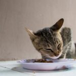 ¿Cuánto puede estar un gato sin comer?