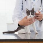 ¿Cuánto tarda un gato en recuperarse de una fractura?