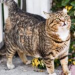 ¿Cuántos años vive un gato gordo?