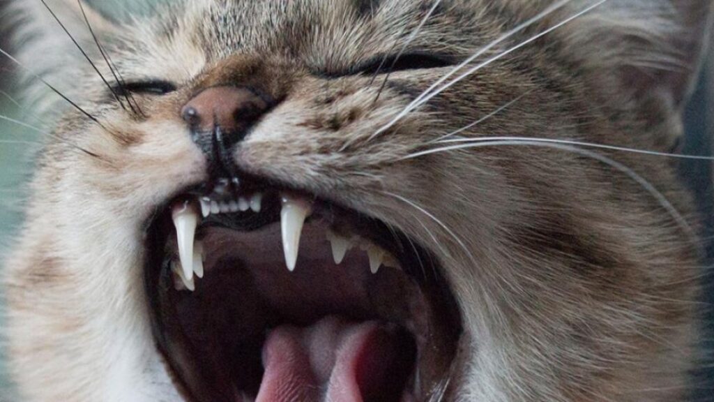 ¿Cuántos dientes tiene un gato?
