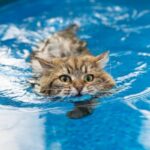 ¿por que a los gatos no les gusta el agua?