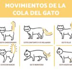 ¿por que los gatos mueven la cola?