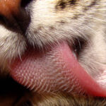 ¿Por qué los gatos tienen la lengua aspera?