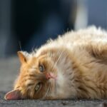 ¿Por qué se mueren los gatos de repente?