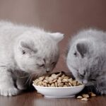 ¿Qué come un gato bebe?