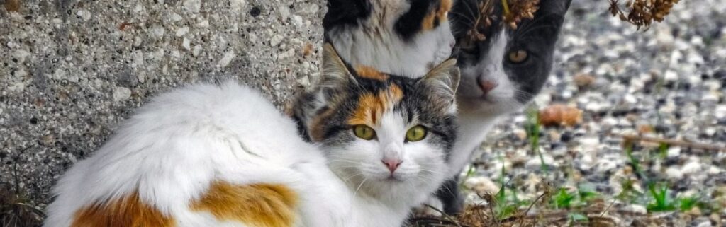 ¿Qué comen los gatos callejeros?