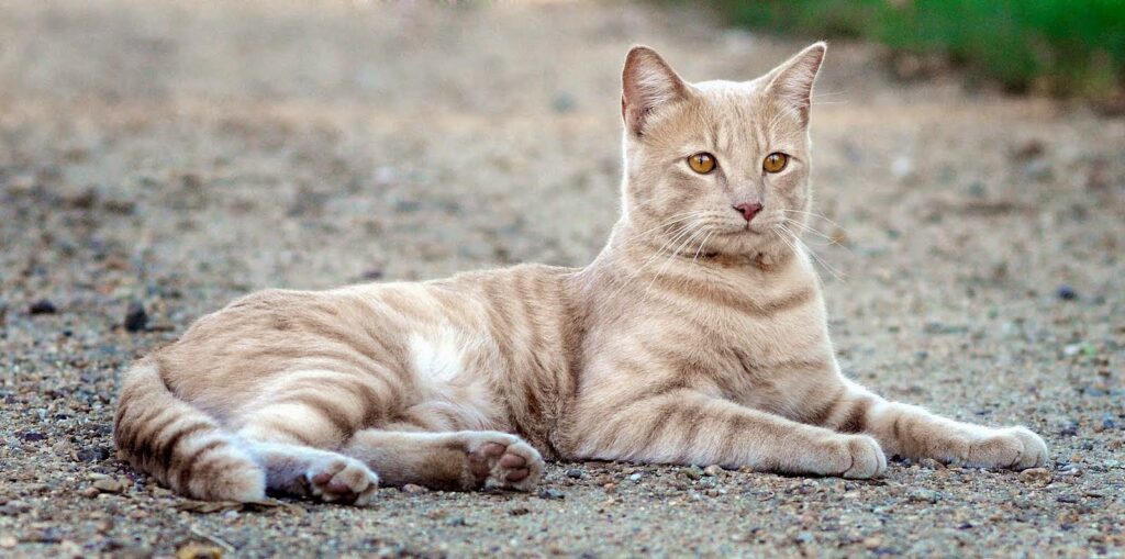 ¿Qué es un gato feral?