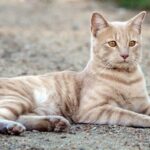 ¿Qué es un gato feral?