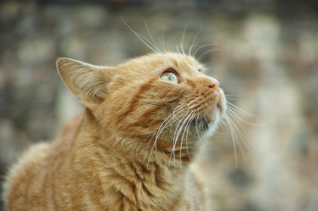 ¿Qué pasa si le corto los bigotes a un gato?