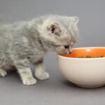 ¿Qué pasa si un gato pequeño come comida de adulto?