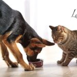 ¿Qué pasa si un perro come comida de gato?