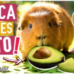 10 Alimentos Prohibidos para Cobayas: ¡No los Alimentes a Tu Mascota!