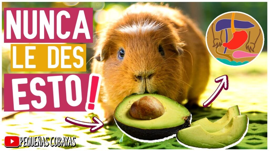 Descubre los Alimentos Prohibidos para Cuyos: Todo lo que Necesitas Saber