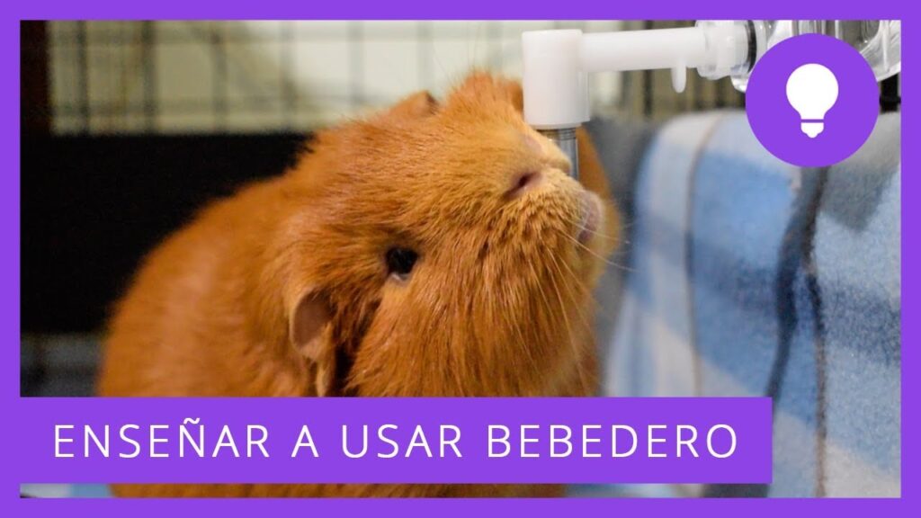 Consejos para elegir el mejor bebedero para tu cobaya: los mejores bebederos para cuidar tu mascota
