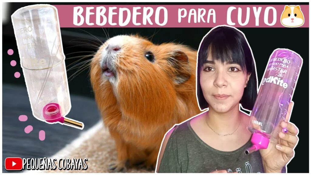 Mejores Bebederos para Cuyos: los Mejores del Mercado para Tu Hogar