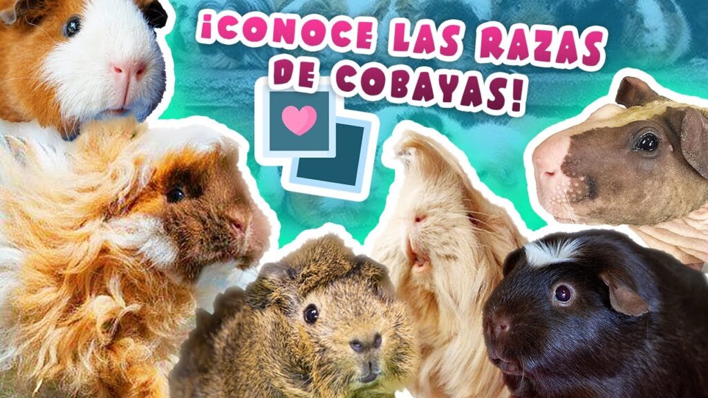 Los Mejores Consejos para las Clases de Cobayas: Cómo Cuidar y Alimentar a una Cobaya