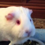 Cuidados y alimentación de la Cobaya Albina: Cómo cuidar de tu mascota