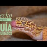 Los Mejores Consejos para Cuidar un Gecko Leopardo: Cómo mantenerlo Sano y Feliz
