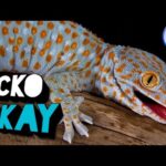 ¡Descubre la increíble belleza del gecko azul!