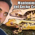 Consejos para el cuidado de tu gecko crestado - Todo lo que debes saber