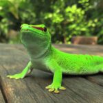¿Cómo Cuidar a tu Gecko Diurno? Consejos para una Salud Óptima